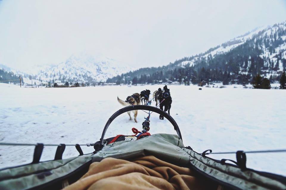 tahoe-chien-de-trainea