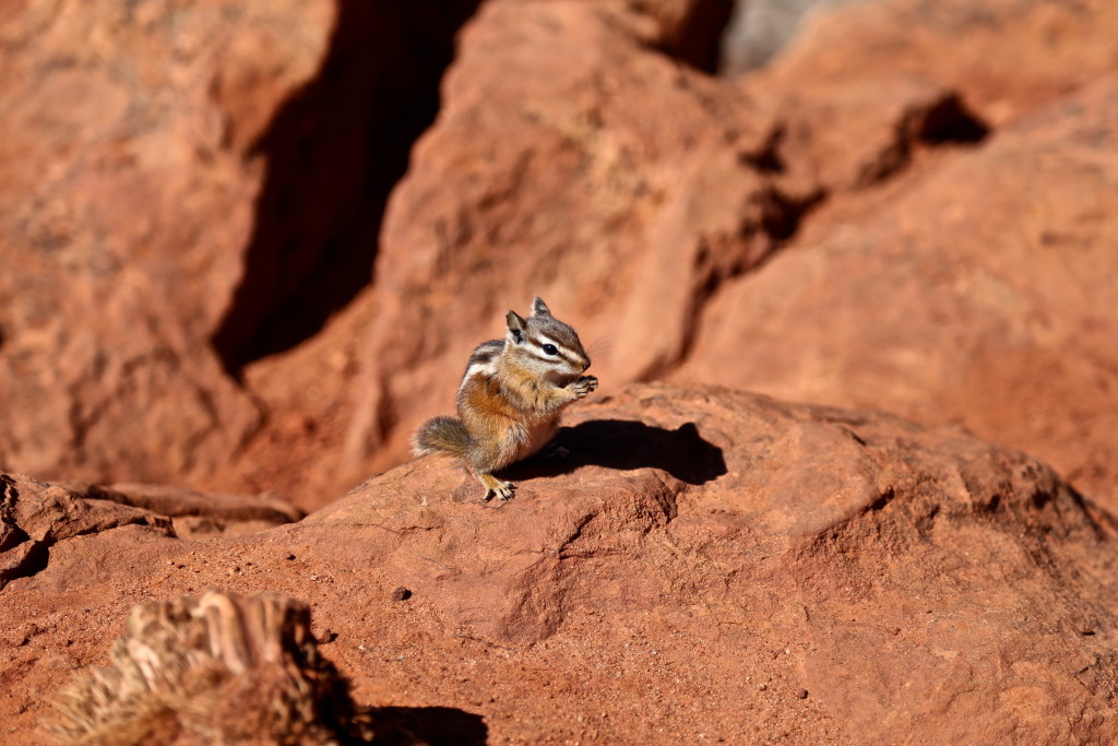 zion-national-park-utah-chipmunk
