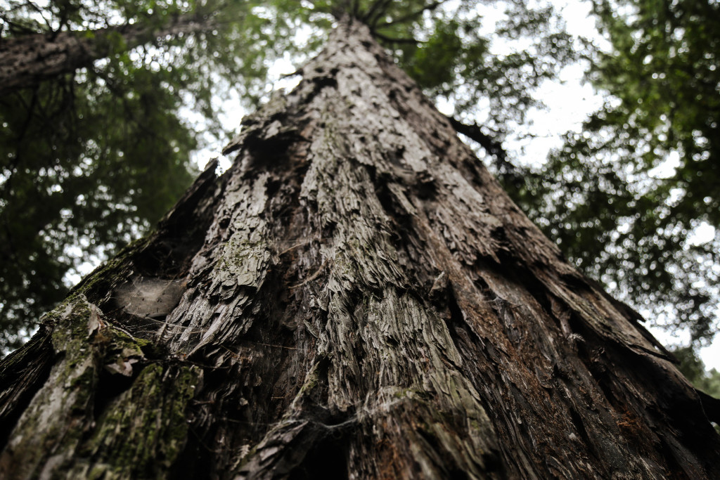 muir-wood-san-francisco-park
