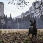 Hello deer ! Pas de Black Friday ou de groshellip