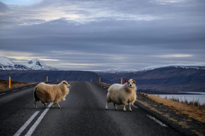 L’Islande en hiver : road trip de 7 jours
